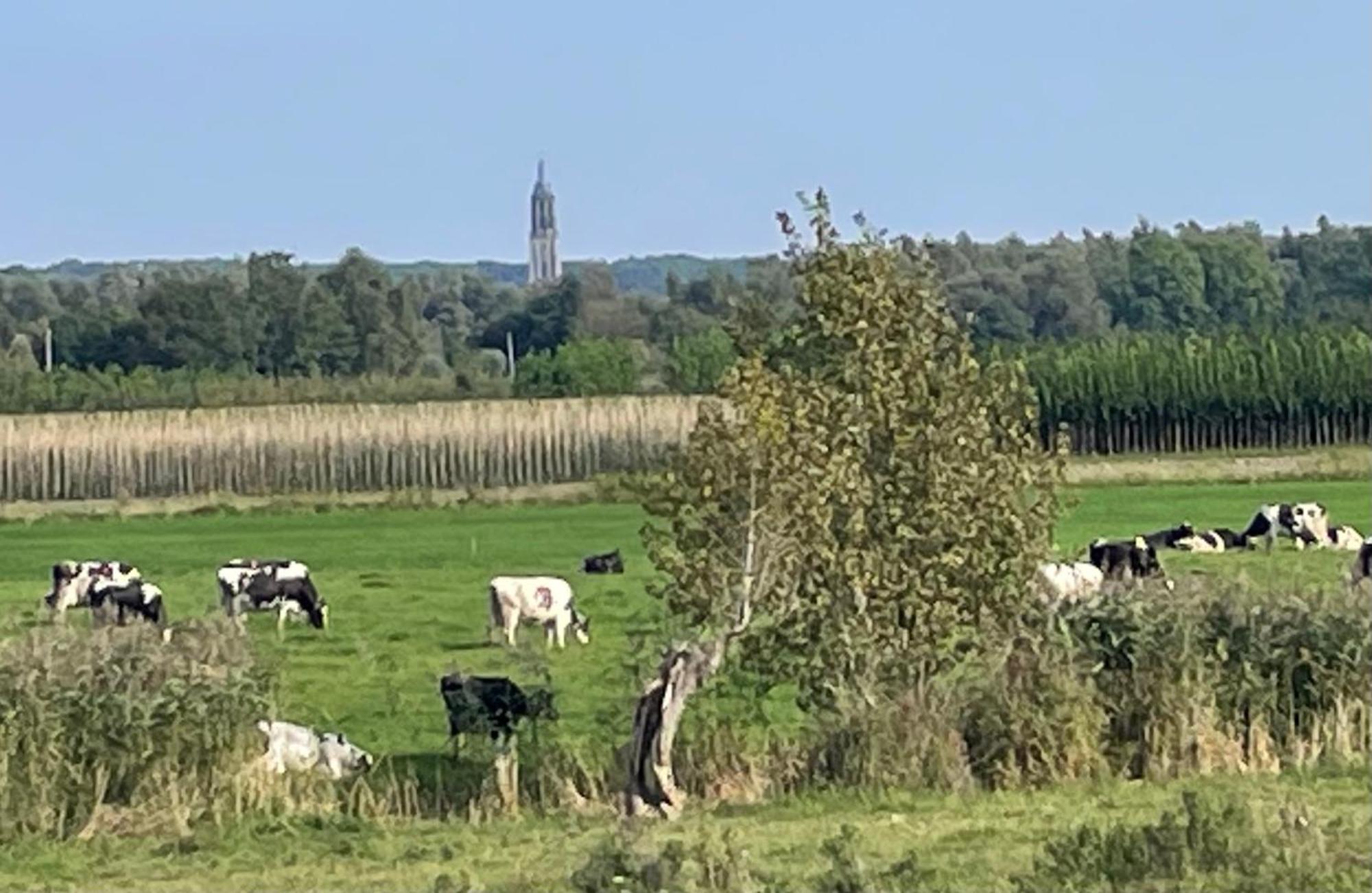 Bed and Breakfast Pipowagen Mamaloe Kesteren Zewnętrze zdjęcie